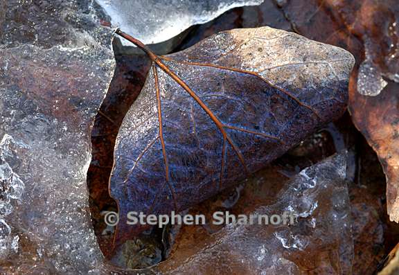 soft ice and leaves 1 graphic